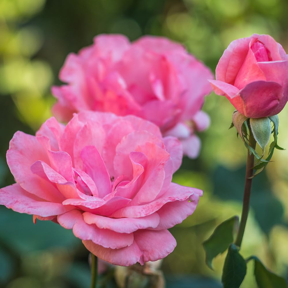 Rose Queen Elizabeth Rosa spp. for planting in flower bed