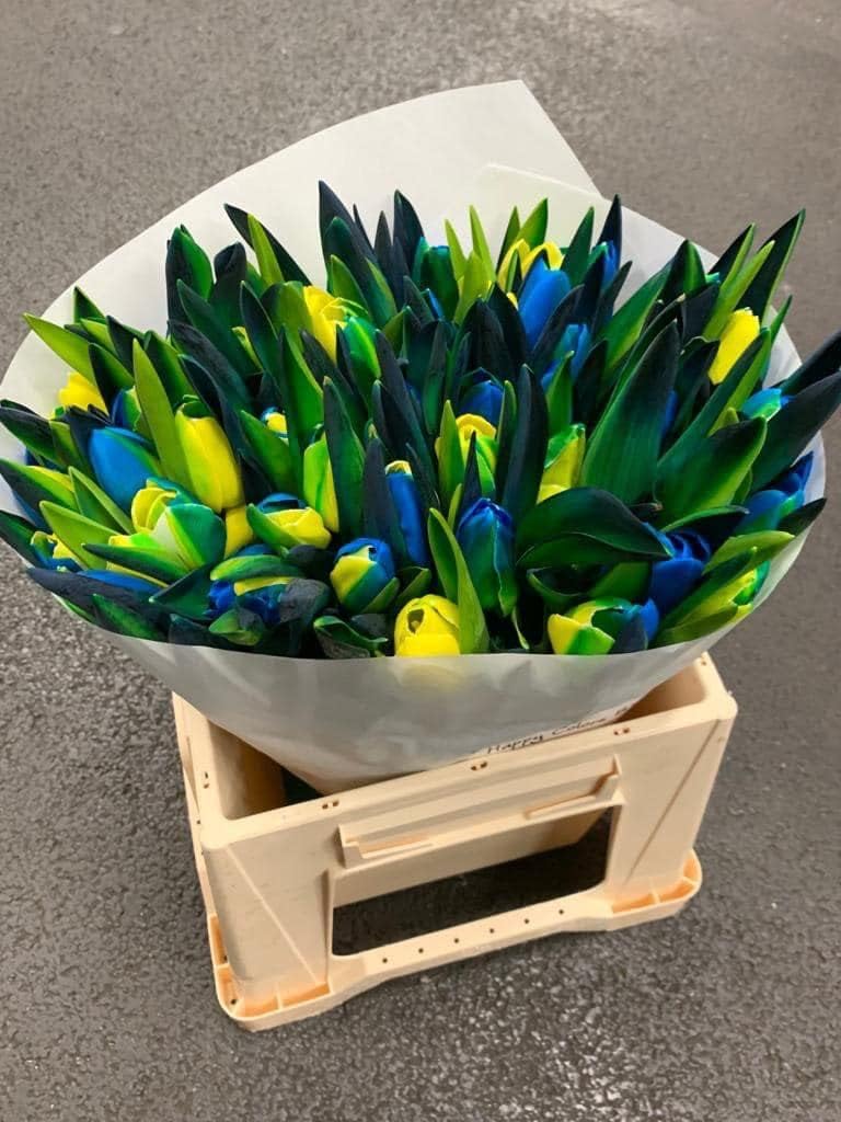 Pink Carnations Flower Seeds for Planting Compact Growth Heirloom & GMO Free Seeds for Home Garden
 
 Sale for planting in home garden