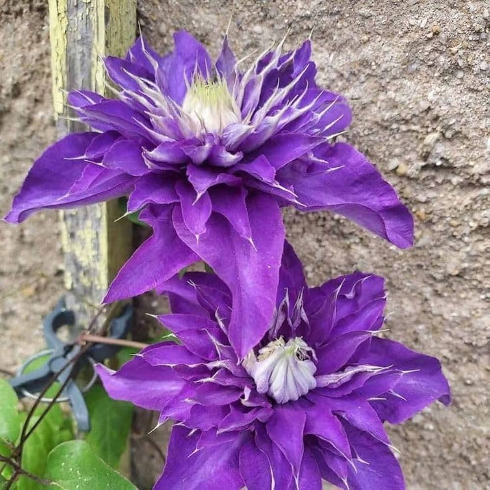 Blue Clematis Flower seeds for Planting - Cut Flower Favorite, Heirloom & GMO Free Seeds for Home Garden
 
 Sale seeds for home garden
