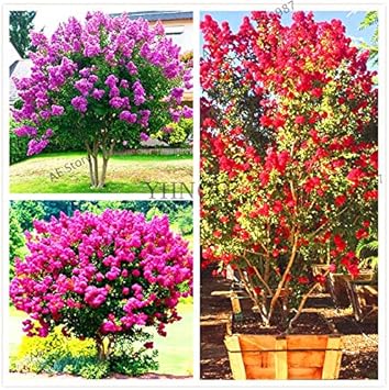 Crape Myrtle Multi Colour Seeds For Planting - Vibrant Garden Blooms