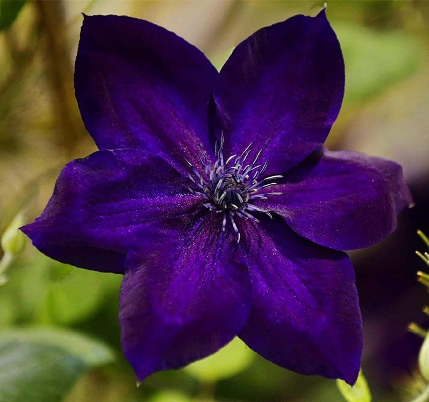 Sweet Clematis Clematis terniflora for planting on trellis