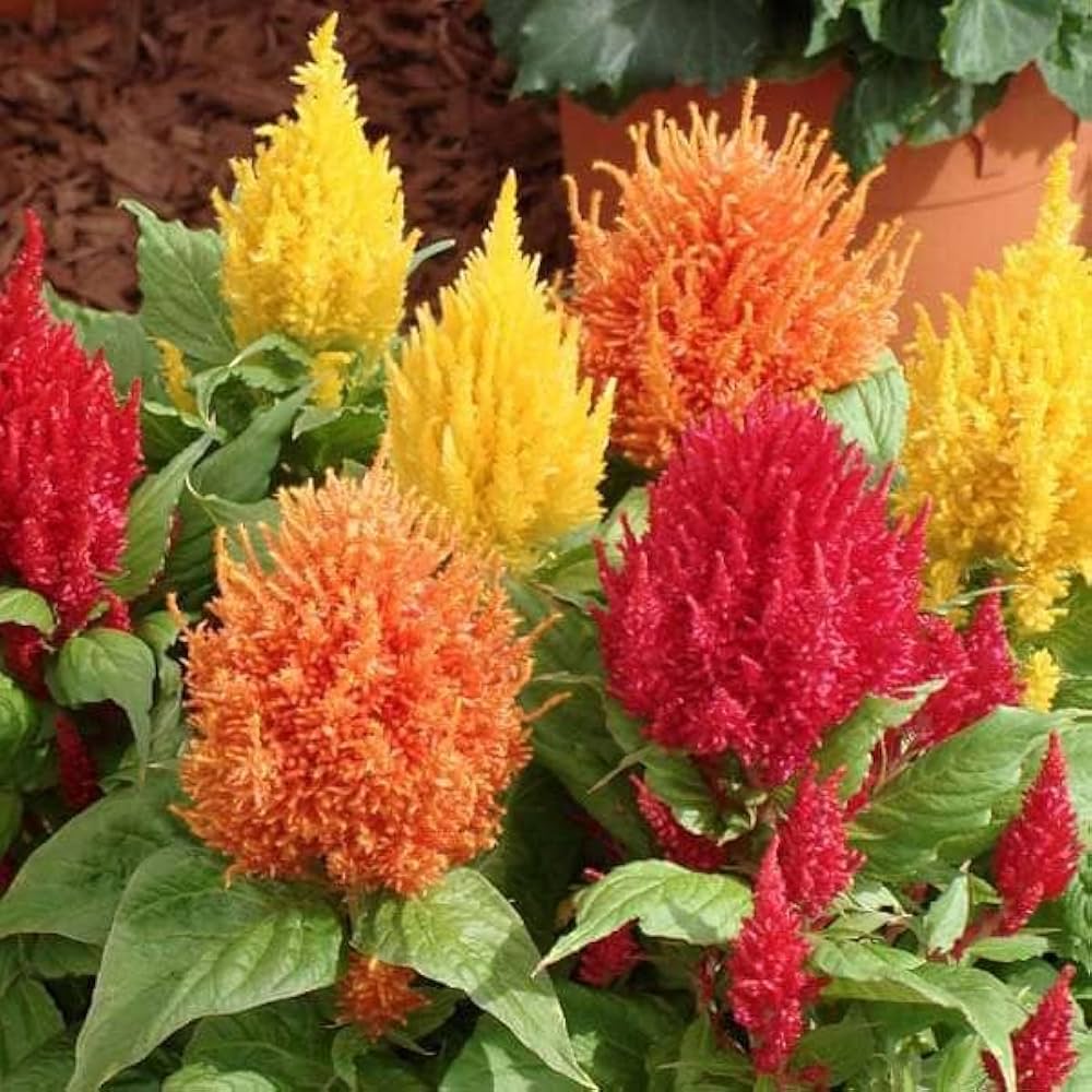 Chef Series Celosia mix seeds for colorful edible planting