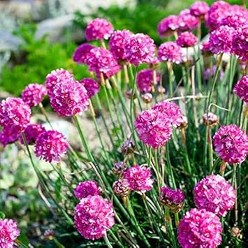 Armeria Maritima Flower seeds for Planting - Premium Quality, Heirloom & GMO Free Seeds for Home Garden
 
 Sale seeds for home garden