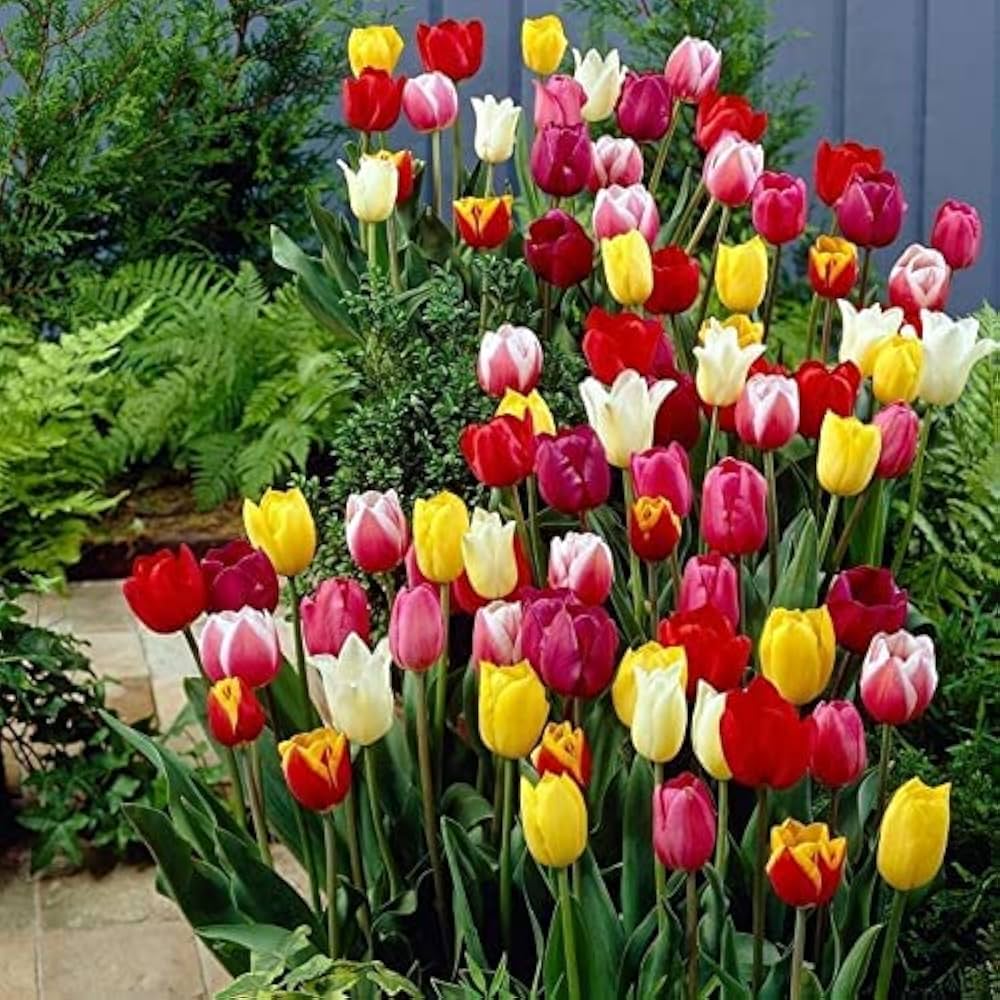 Mixed Tulip Flower Seeds Tulipa for planting in urban garden
