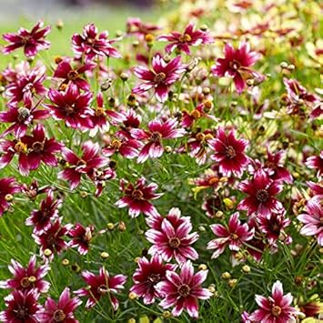 Coreopsis Seeds: Berry Chiffon Planting Pack