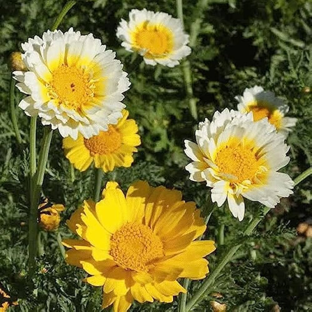 Chrysanthemum Chrysanthemum spp for planting in flower bed