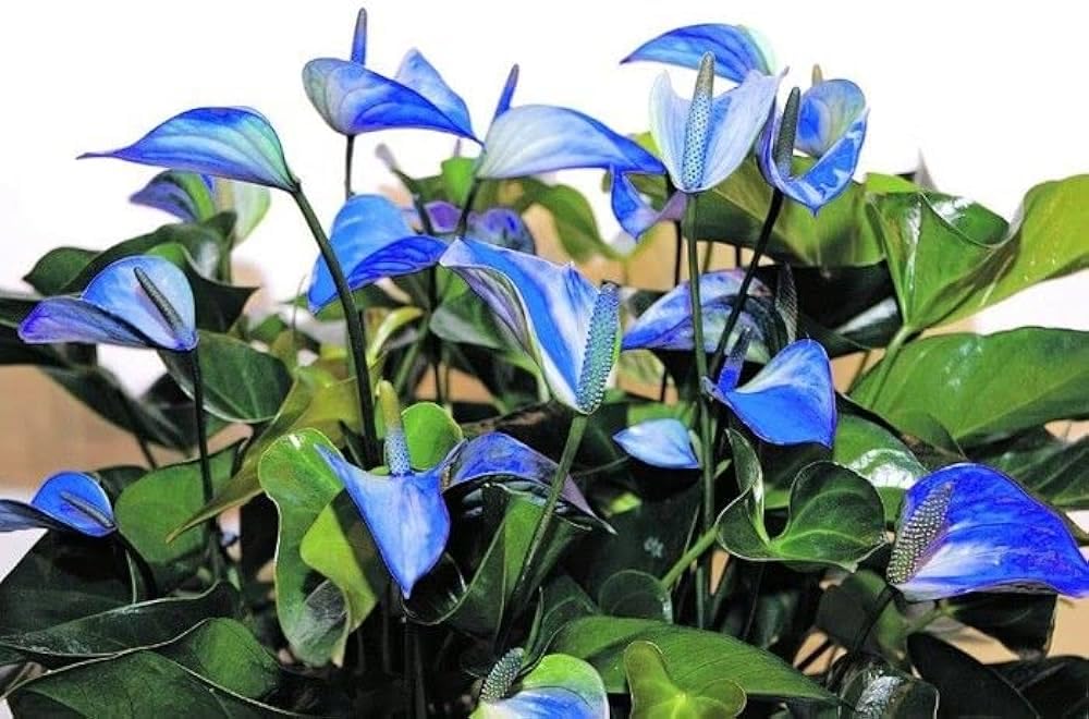 Blue Anthurium Flower Seeds - Perennial For Year-Round Planting