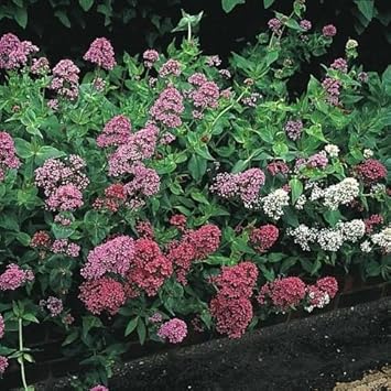 Mixed Jupiter's Flower seeds for Planting - Drought Tolerant, Heirloom & GMO Free Seeds for Home Garden
 
 Sale for planting in home garden