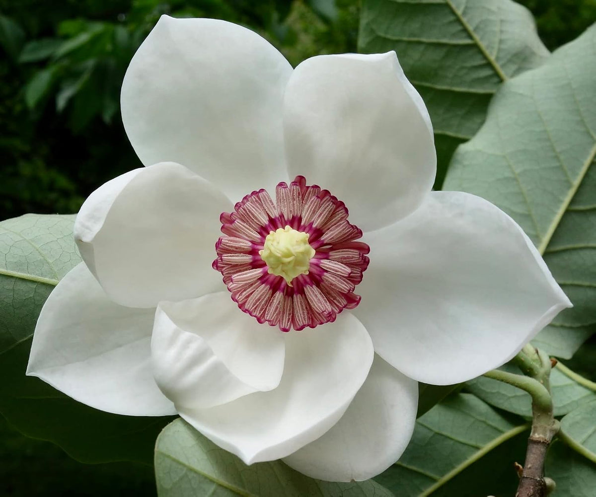 Yulan White Flower seeds for Planting - Fragrant Blossoms, Heirloom & GMO Free Seeds for Home Garden
 
 Sale seeds for planting in home garden