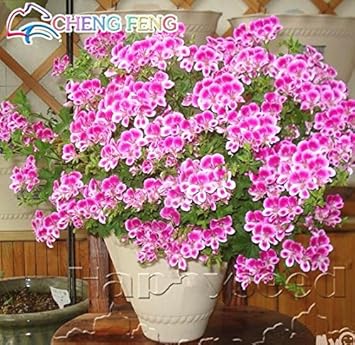 Pink White Univalve Flower seeds for Planting - Easy to Grow, Heirloom & GMO Free Seeds for Home Garden
 
 Sale for planting in home garden.