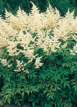 Cream Astilbe Flower seeds for Planting - Drought Tolerant, Heirloom & GMO Free Seeds for Home Garden
 
 Sale seeds for planting in home garden