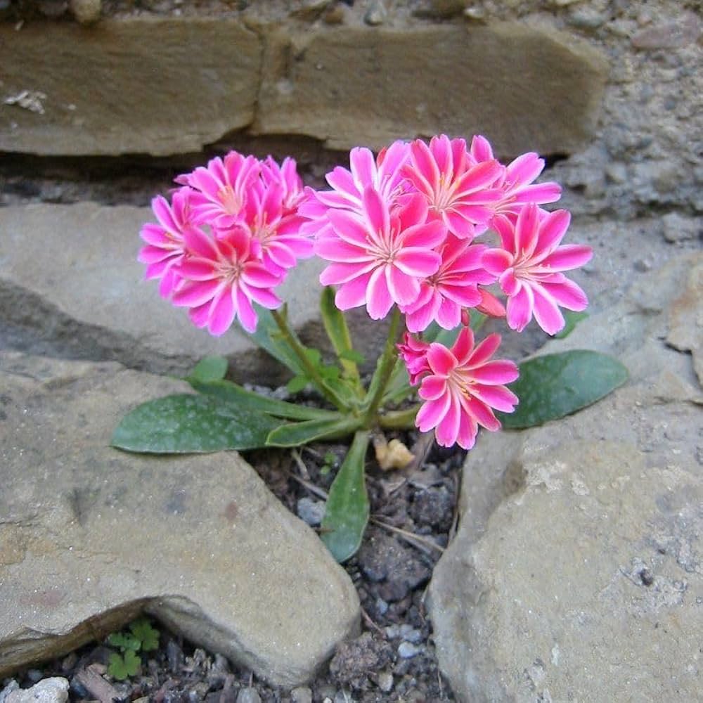 Lewisia Rainbow Lewisia spp. for planting in rock garden