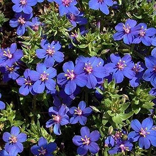 BLUE PIMPERNEL seeds for stunning blue flowers