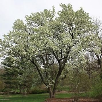 Green Manchurian Flower seeds for Planting - Cottage Garden Essential, Heirloom & GMO Free Seeds for Home Garden
 
 Sale seeds for planting in home garden
