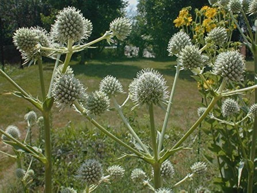 Eryngium Yuccifolium Rattlesnake Master Perennial Seeds