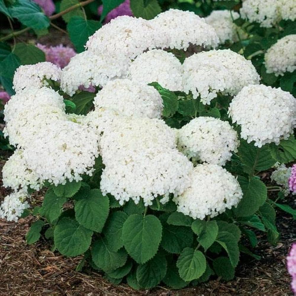 Native Hydrangea Arborescens for garden planting