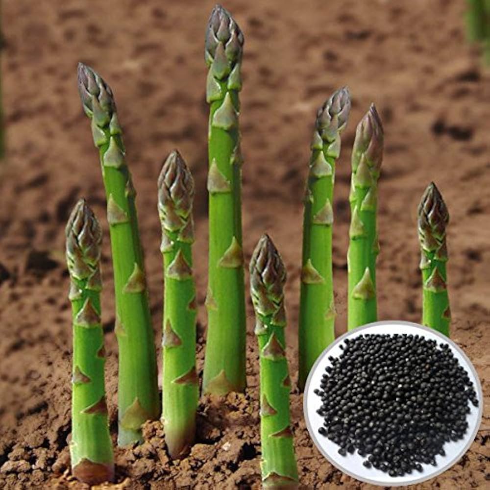Asparagus for planting in vegetable patch