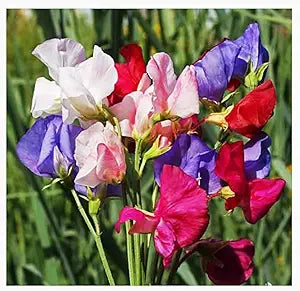 Mammoth Wahl Mix Sweet Pea seeds for fragrant garden flowers