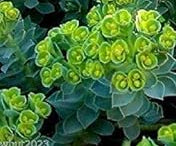 Green Euphorbia Myrsinites Flower seeds for Planting - Cut Flower Favorite, Heirloom & GMO Free Seeds for Home Garden
 
 Sale seeds for home garden
