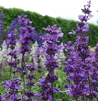 Violet Farinacea Flower seeds for Planting Shade Tolerant Heirloom & GMO Free Seeds for Home Garden
 
 Sale seeds for home garden planting
