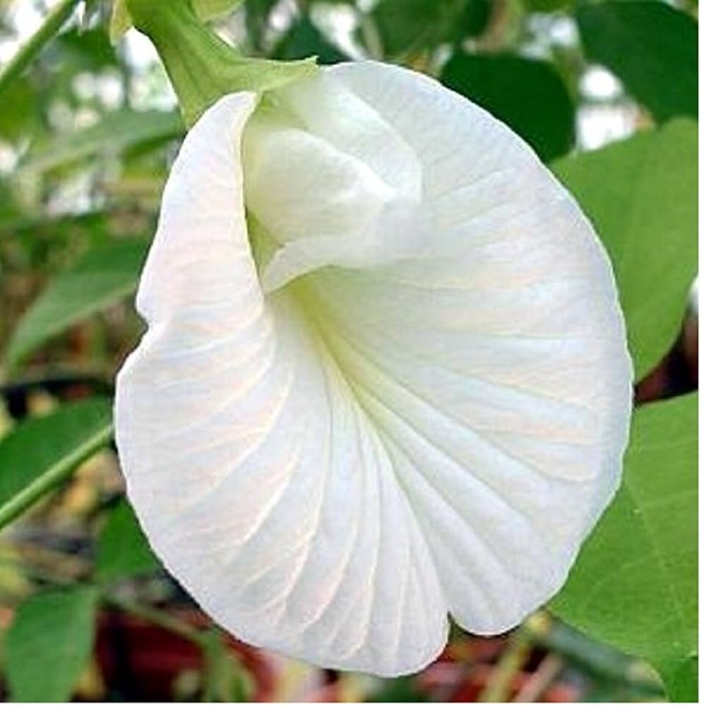 Clitoria Flower seeds for Planting - Hardy Variety, Heirloom & GMO Free Seeds for Home Garden
 
 Sale for planting in home garden.