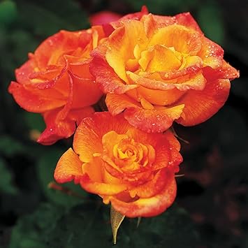 Yellow Orange Rose Flower seeds for Planting - Perfect for Borders, Heirloom & GMO Free Seeds for Home Garden
 
 Sale for planting in home garden.