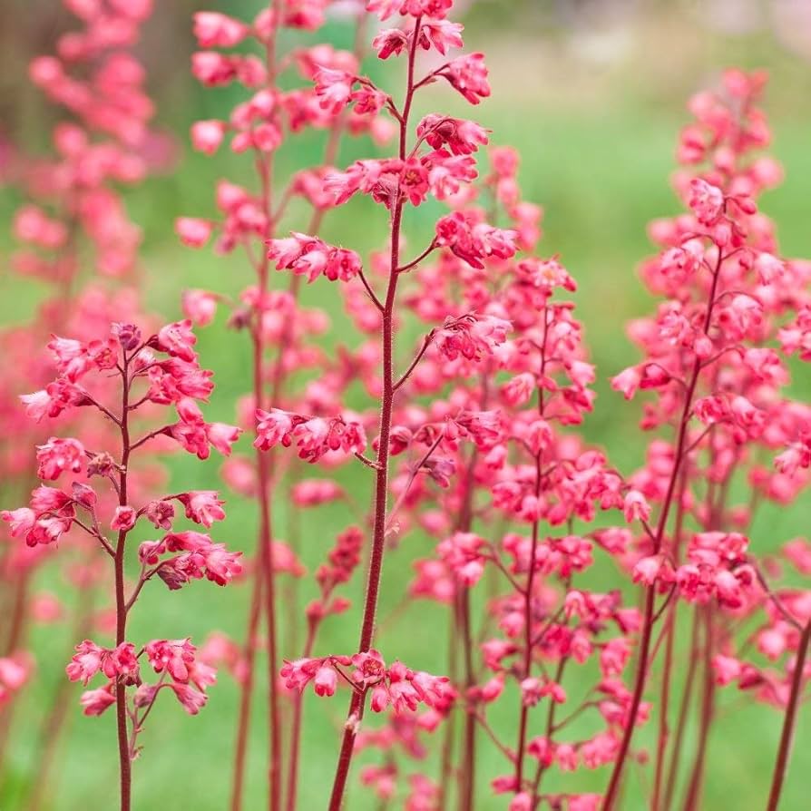 Pink Heuchera Flower seeds for Planting - Seasonal Bloomer, Heirloom & GMO Free Seeds for Home Garden
 
 Sale seeds for planting in home garden