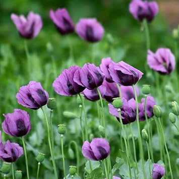 Orange Palicourea Flower Seeds for Planting Colorful Display Heirloom & GMO Free Seeds for Home Garden
 
 Sale for planting in home garden