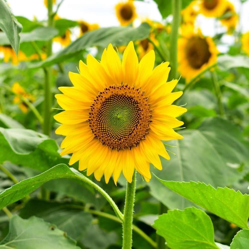 Mixed Giant Sunflower Helianthus Annuus Seeds for planting in sunny garden