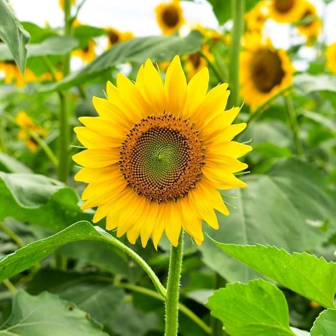 Yellow Sunflower Flower seeds for Planting - Fragrant Blossoms, Heirloom & GMO Free Seeds for Home Garden
 
 Sale for planting in home garden