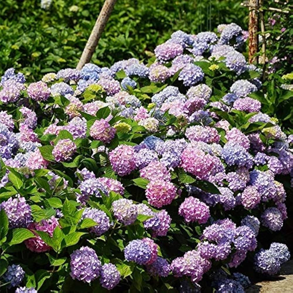 Mixed Hydrangea Hydrangea spp. for planting in flower bed