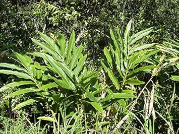 Green Cardamom Seeds For Easy Planting - Grow Your Own Spice Plant Seeds