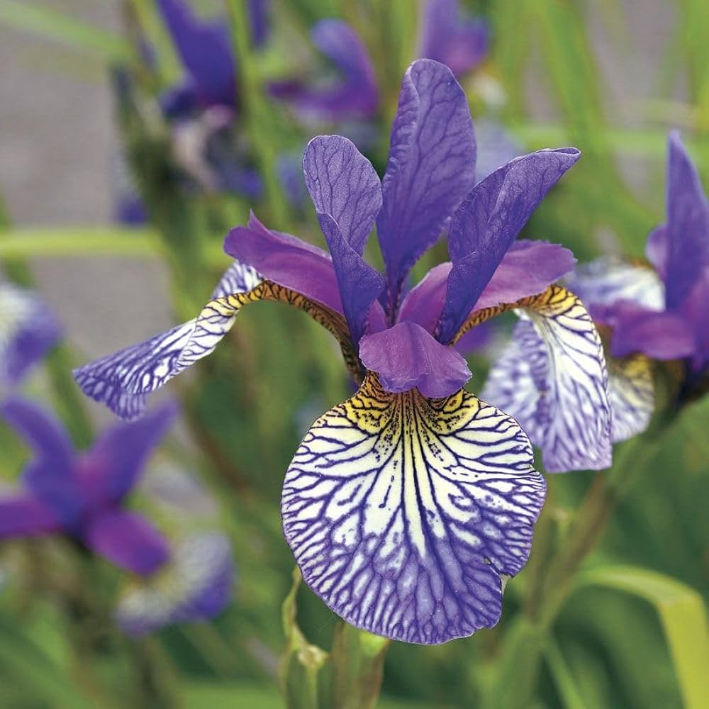 Iris Iris germanica for planting in flower border