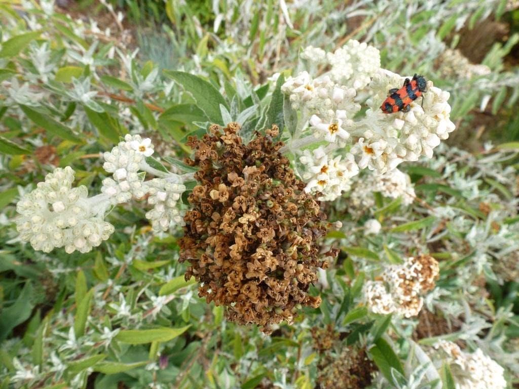 Brown (Brown Buddleja) seeds for planting in home garden