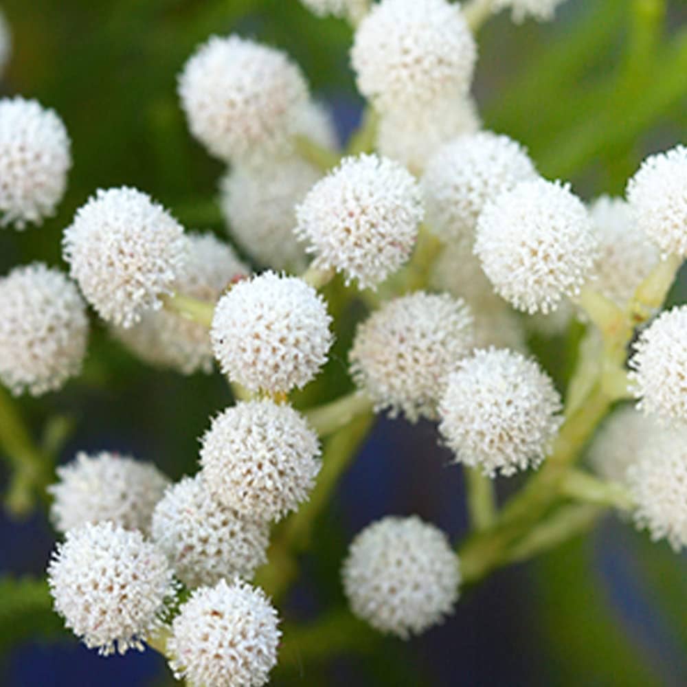 Silver Brunia Albiflora flower seeds
