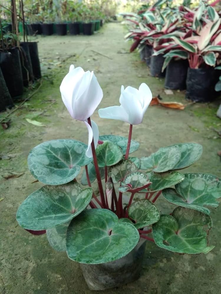 Cyclamen Cyclamen persicum for planting in flower bed