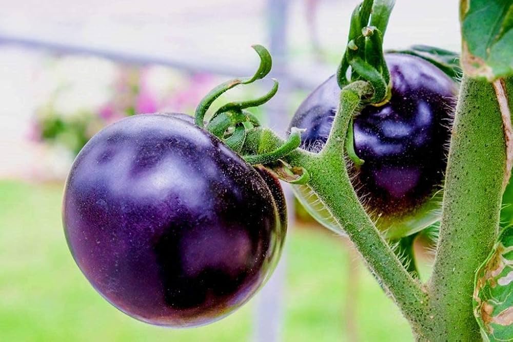 Tomato Vegetable Seeds for Planting - Unique Violet Variety for Flavorful Harvests