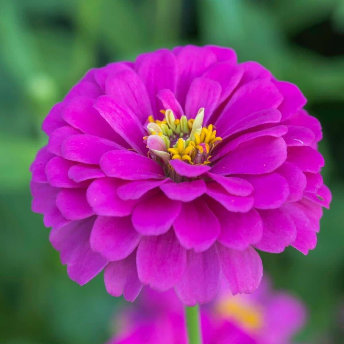 Violet (Violet Zinnia) seeds for planting in home garden