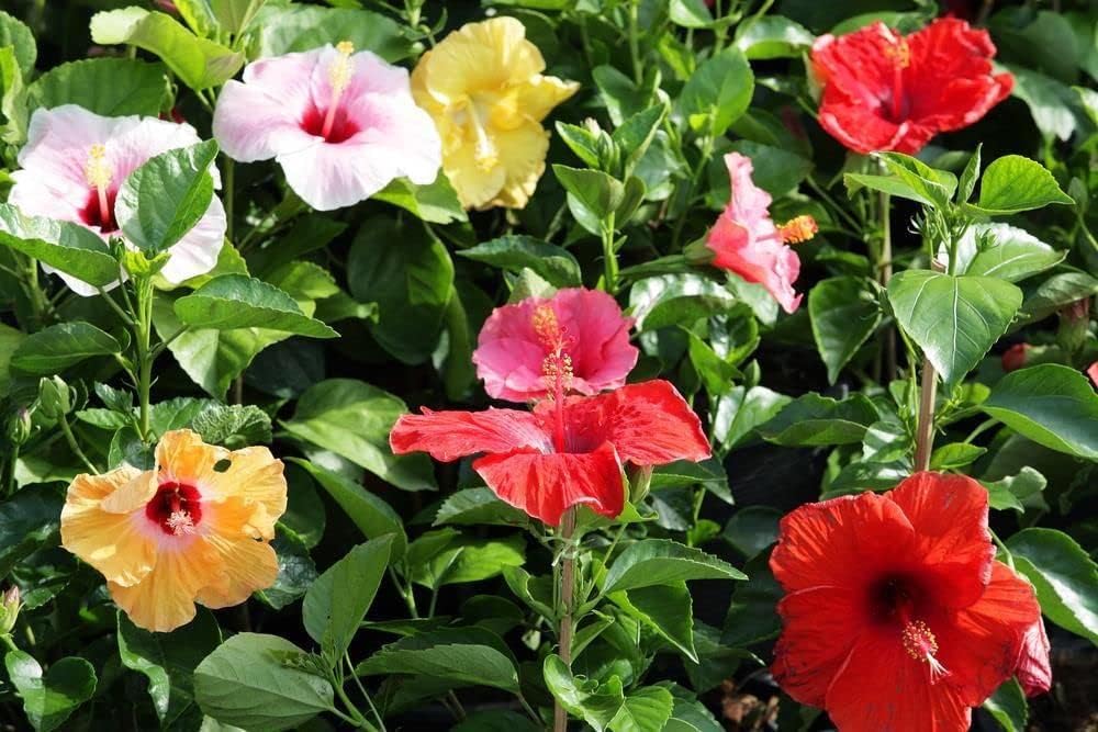 Multi-Colour Hibiscus Flower seeds for Planting - Compact Growth, Heirloom & GMO Free Seeds for Home Garden
 
 Sale seeds for planting in home garden