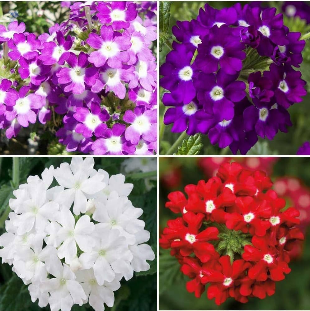 Schleppende Eisenkrautblumensamen trailing verbena seeds