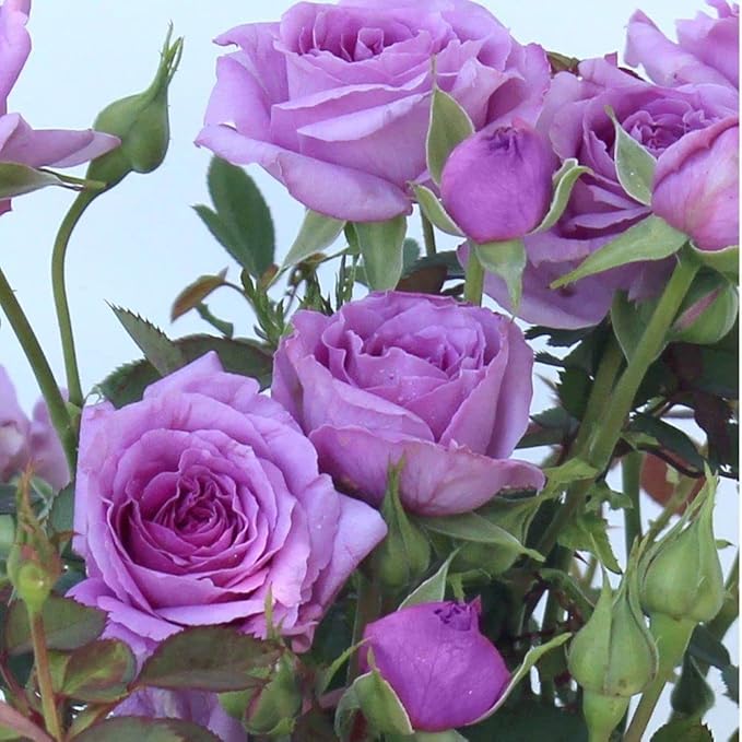 Violet Climbing Rose Flower seeds for Planting Compact Growth Heirloom & GMO Free Seeds for Home Garden
 
 Sale seeds for home garden planting