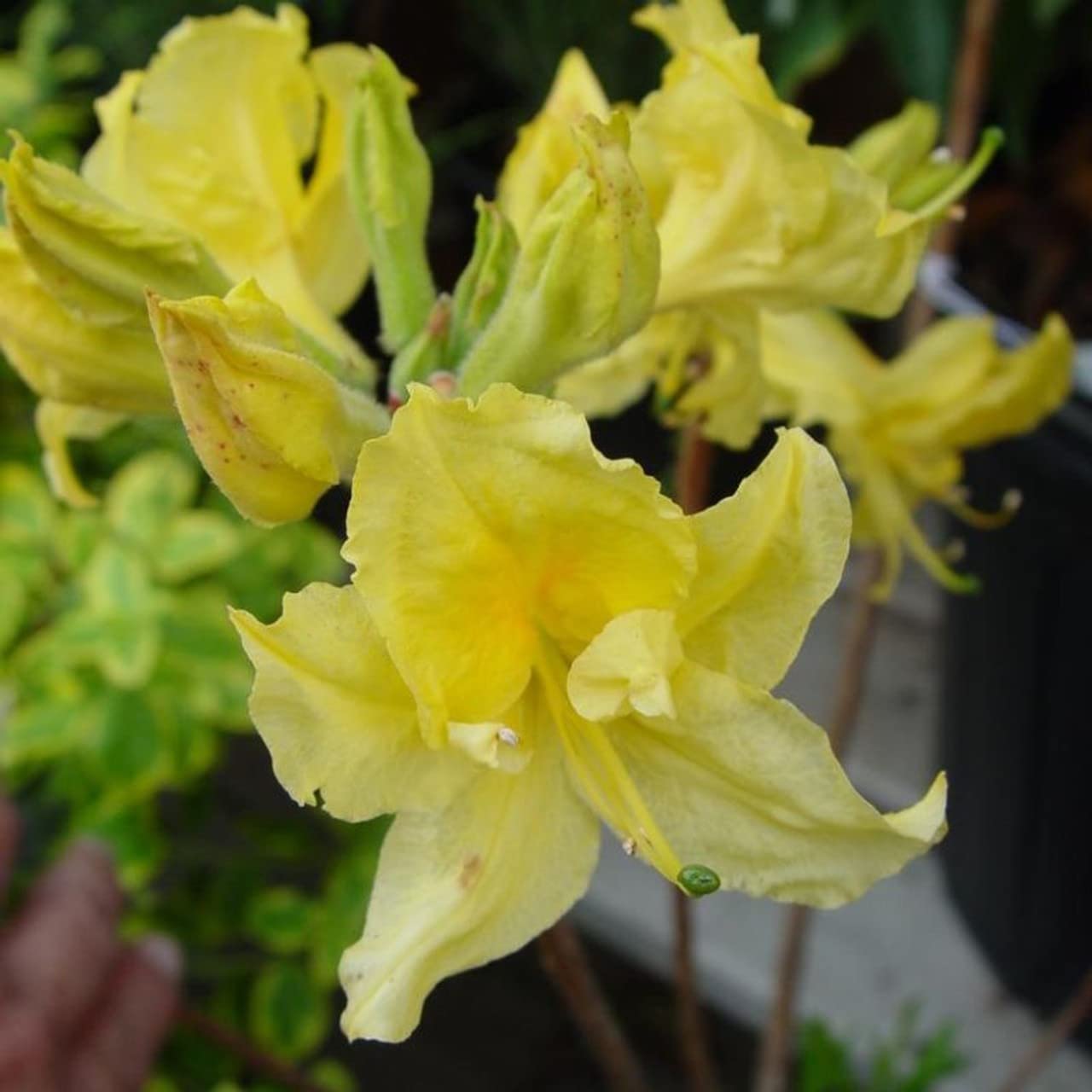 Dark Yellow Azalea Flower Seeds For Planting