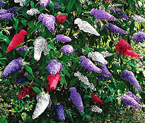 Buddleia Flower Seeds For Easy Planting Mixed