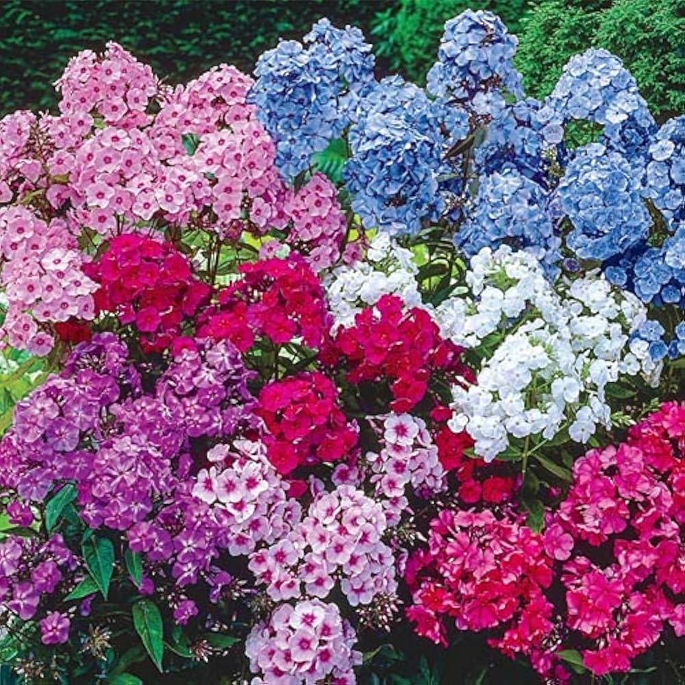Phlox Drummondii mixed flower seeds