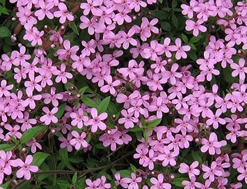 Saponaria Ocymoides Flower seeds for Planting Garden Favorite Heirloom & GMO Free Seeds for Home Garden 
 
 Sale for planting in home garden