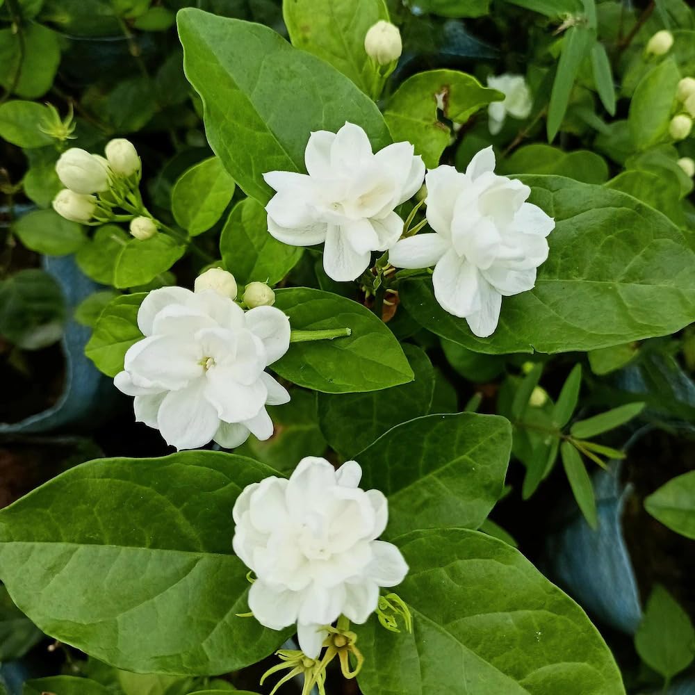 Jasmine Jasminum spp. for planting in landscaping