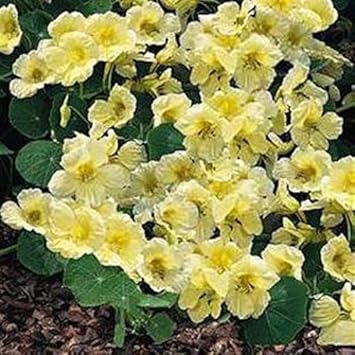 Yellow White Milkmaid Flower seeds for Planting - Fragrant Blossoms, Heirloom & GMO Free Seeds for Home Garden
 
 Sale for planting in home garden.
