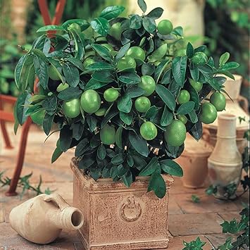 Lemon Tree Seeds: Planting Dark Green Varieties Vegetable Seeds