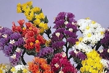 Herencia Flower seeds for Planting - Easy to Grow, Heirloom & GMO Free Seeds for Home Garden
 
 Sale seeds for planting in home garden