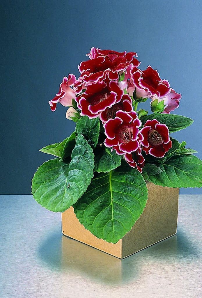 Deep Red Gloxinia Flower seeds for Planting Pollinator Friendly Heirloom & GMO Free Seeds for Home Garden 
 
 Sale for planting in home garden
